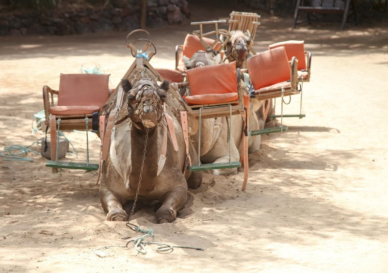 Safari Excursions
